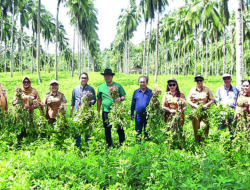 Program ‘Marijo ba Kobong’ Wagub Panen Perdana Kacang Batik di Likupang