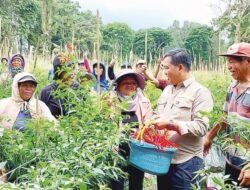 Panen Cabai Bersama Petani Langowan, Wagub Steven Kandouw: Pemprov Komitmen Topang Sektor Pertanian