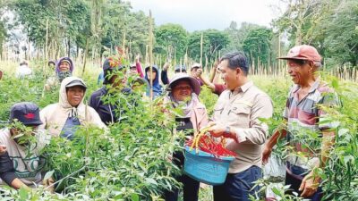 Panen Cabai Bersama Petani Langowan, Wagub Steven Kandouw: Pemprov Komitmen Topang Sektor Pertanian