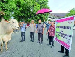 ODSK Salurkan Ratusan Sapi Kurban untuk Idul Adha