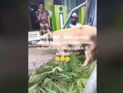 Viral di Medsos! Ingin Beramal, Seorang Mualaf di Papua Jadikan Babi sebagai Hewan Kurban