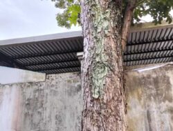 Bahaya di Depan Mata! Setahun Surat Penebangan Didiamkan, DLH Manado Pilih Bungkam?