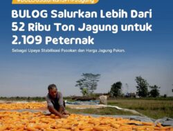 BULOG Salurkan 52.400 Ton Jagung Pakan, Jaga Harga Telur & Daging Ayam Tetap Terjangkau