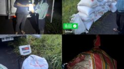 Perum Bulog Wilayah Sulut & Gorontalo menyerap gabah hasil produksi petani di Kab Minahasa